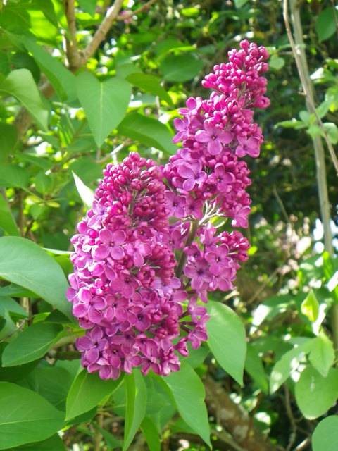 Syringa vulgaris, Bishopstone © Maigheach-gheal cc-by-sa/2.0 ...