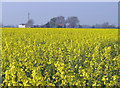 Rape field near Sleights Farm