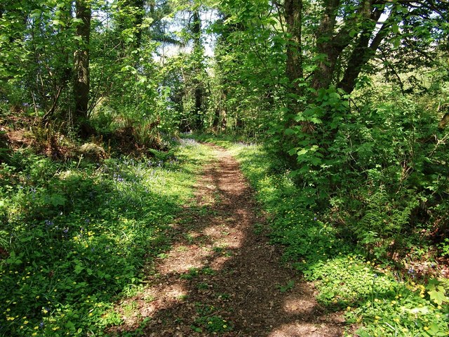Woodland path in Spring