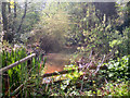 The Pond, Vicarage Botanical Gardens