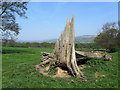 Tree Stump near Netherwood House