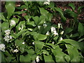 Wild Garlic