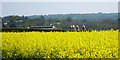TQ6937 : Oilseed rape by the A262 by Oast House Archive