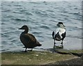 Ducks in the Docks, Burntisland