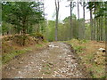 NN1987 : Woodland path near Bunarkaig by Dave Fergusson