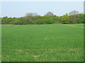 Farmland off Northgate Lane