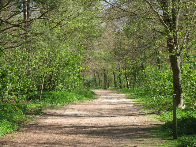 Friston Forest © Oast House Archive :: Geograph Britain and Ireland