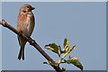 Linnet and fresh spring growth - East Aberthaw