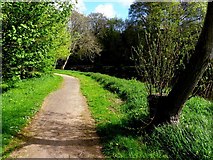 H4672 : Path along the Camowen by Kenneth  Allen
