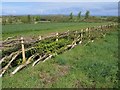 Laid hedge, Cannington