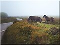 SS8641 : Exmoor ponies at Porlock Post by Rose and Trev Clough
