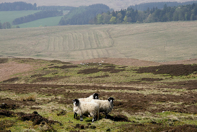 Cheviot Hill Sheep © Walter Baxter Cc By Sa20 Geograph Britain And Ireland