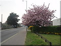 Flowering Cherry, Cromer Road.