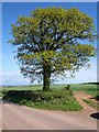 Oak tree near Spaxton