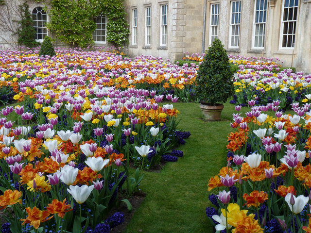Dyrham House. New West Front Garden in tulip season