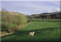 Grazing east of Builth Wells, Powys