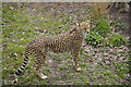 Cheetah, Chester Zoo