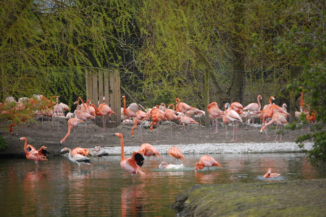 Flamingo pool, Chester Zoo © Bill Harrison cc-by-sa/2.0 :: Geograph ...