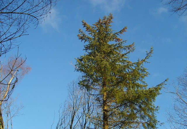 Spruce and Blue Sky