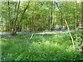 Bluebells in Nailard