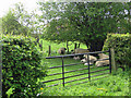 SE6783 : Sheep sheltering from the April heat by Pauline E