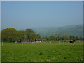 Shire horse in field