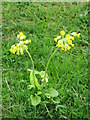 Cowslips on Mill Haugh