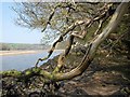 Dead wood by the Erme