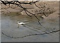 Swan on the Erme