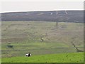 NY8855 : Pastures above Westburnhope by Mike Quinn