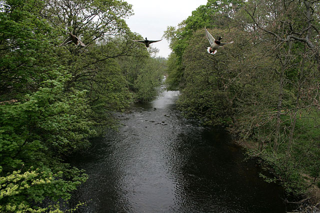 A trio of mallards over the River Derwent