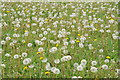 Dandelions gone to seed