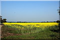 Oilseed Rape Field, A414