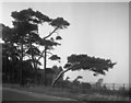 Winchelsea:  Trees showing the effect of the prevailing wind