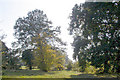 Trees in Morden Park