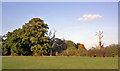 Autumn trees in Morden Park