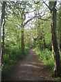 Downham Woodland Walk