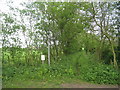 The bridleway to Owersby Moor