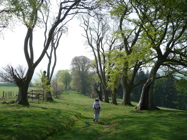 Old Beech avenue on Linley Hill, part of the Shropshire Way