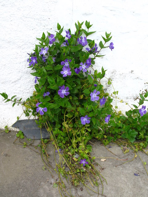 Periwinkle outside the Old Bothy, Canna