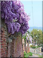 Wisteria in Bloom