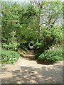 Sunken Lane near Coleman Green