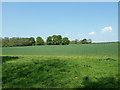 TQ2724 : Wheatfield west of Broxmead by Dave Spicer