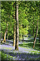 Bluebells in Yatton Wood