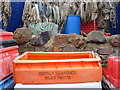 Coastal Berwickshire : Orange Osprey at St Abbs Harbour