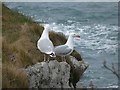 SV9116 : Herring gulls at Porth Seal by Oliver Dixon