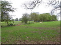 Sheep grazing near Aswarby