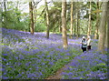 ST6763 : Awash with Bluebells, Stantonbury Hill by Neil Owen