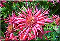 Monarda at Kerrecher Gardens