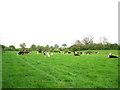 Cattle near Wood Farm